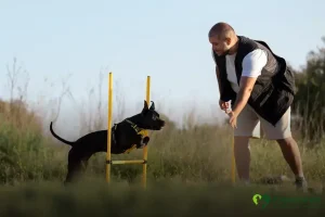 adestrador de cães