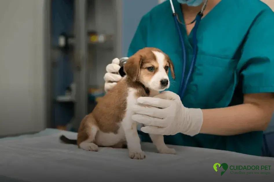 Como diagnosticar e tratar cachorros com sangue na urina