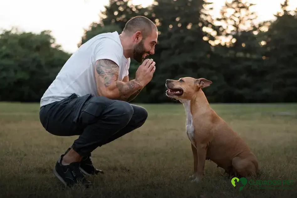 Como escolher o adestrador de cães certo para o seu animal de estimação