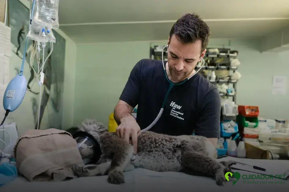 Como escolher o melhor hospital animal para o seu bichinho de estimação