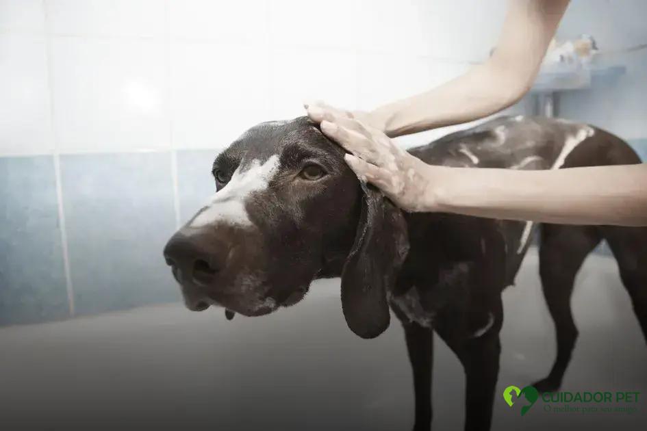 Os principais benefícios da tosa higiênica para a saúde e bem-estar dos animais