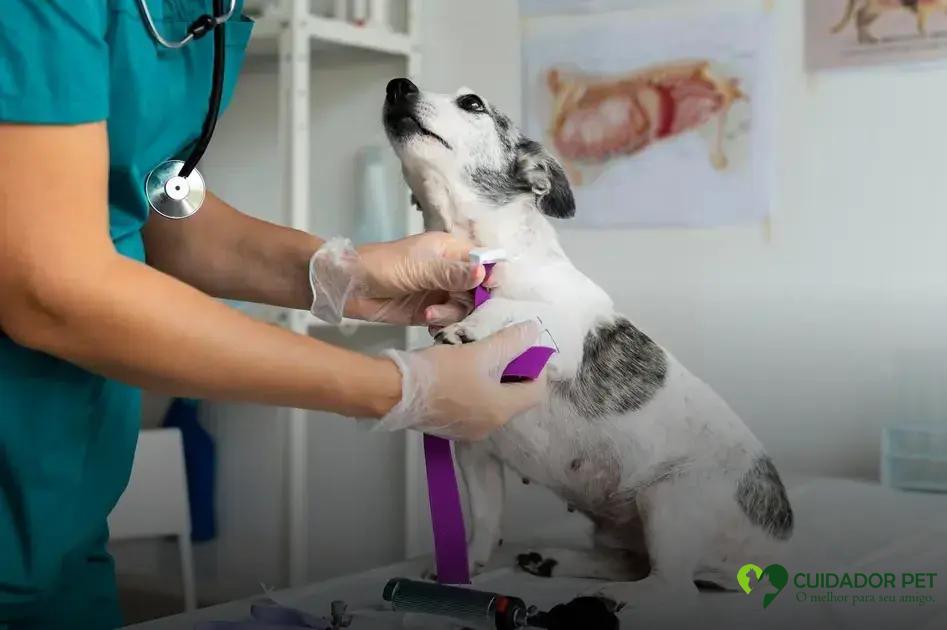 Riscos e cuidados envolvidos em cirurgias veterinárias