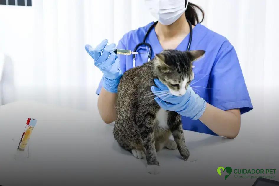 O que esperar durante uma consulta veterinária para gato em Cianorte?