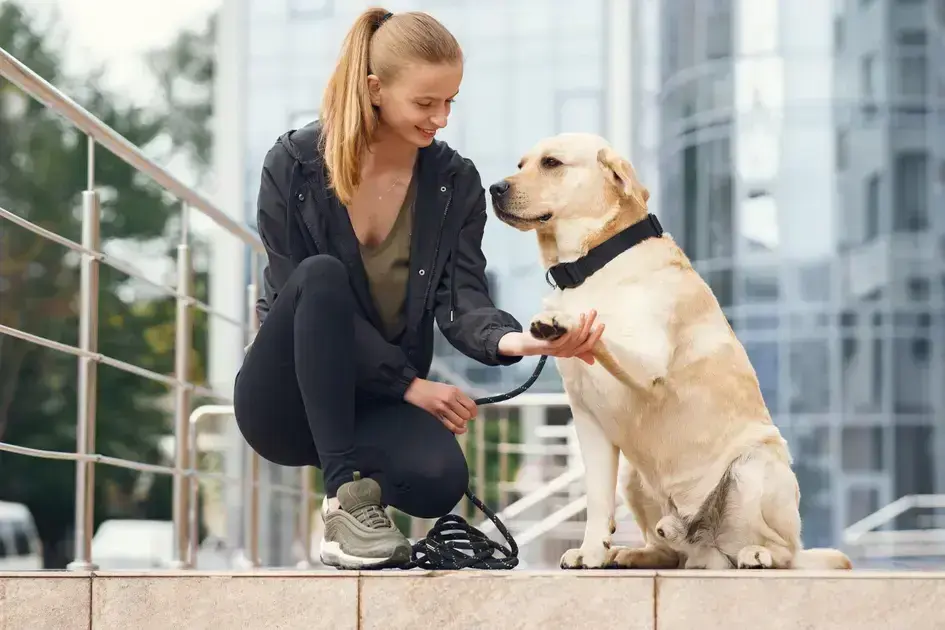 Adestrador em Cianorte: Transforme Seu Cão com Técnicas Eficazes