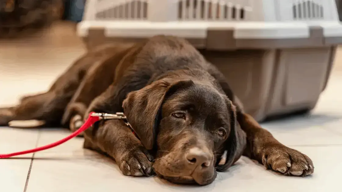 Cachorro Envenenado: Sintomas e Como Agir Imediatamente