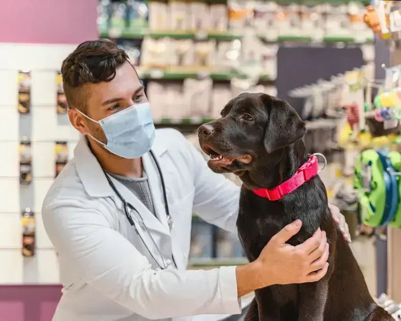 Pet Shop Perto de Mim: Encontre o Melhor Serviço na sua Área
