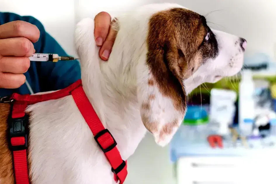 Vacina Importada para Cães em Cianorte: Proteja seu Pet