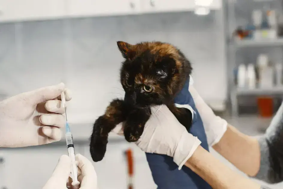 Vacina para Gatos em Cianorte: Saiba Tudo e Proteja seu Pet